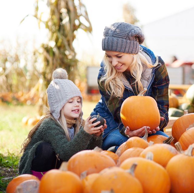 Pumpkin Picking