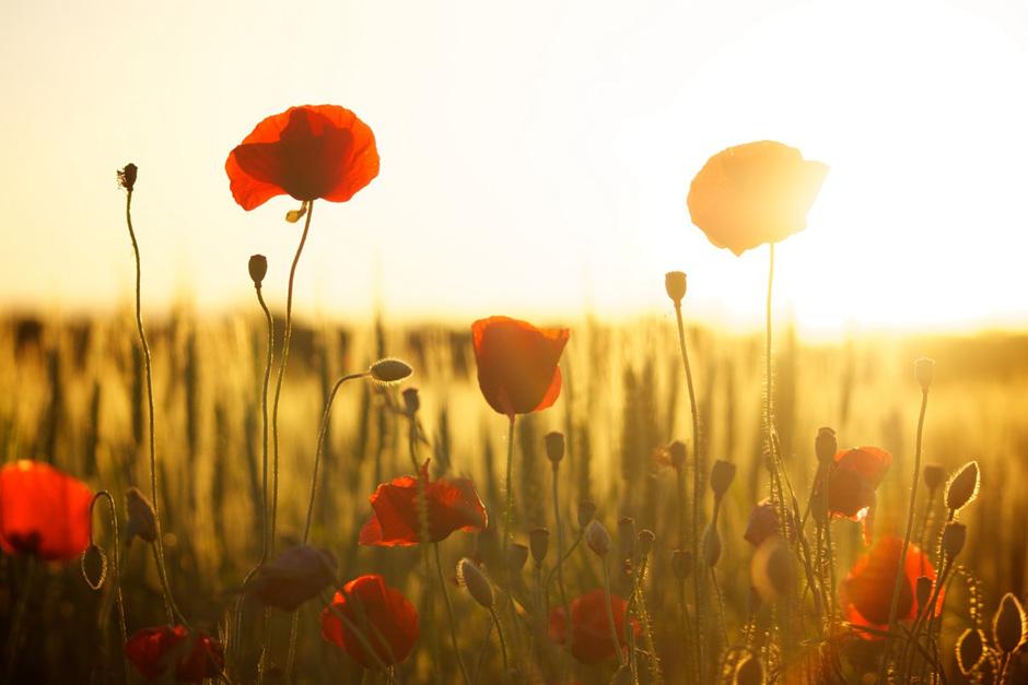 Poppies